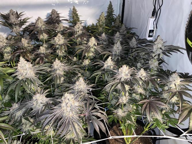 #1 - Northern lights fem. Week 12