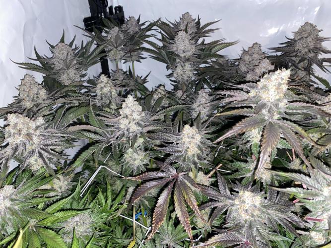 #1 - Northern lights fem. Week 12