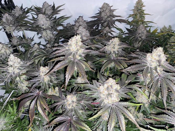 #1 - Northern lights fem. Week 12