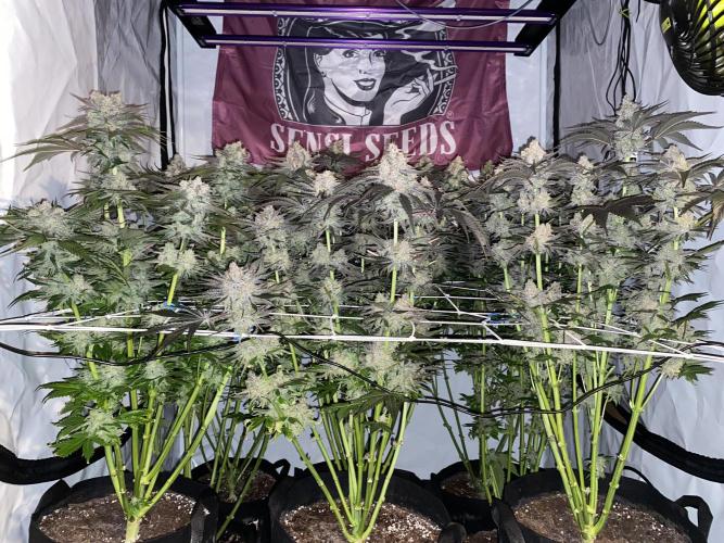 #1 - Northern lights fem. Week 12