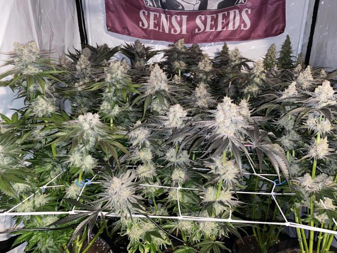 #1 - Northern lights fem. Week 12