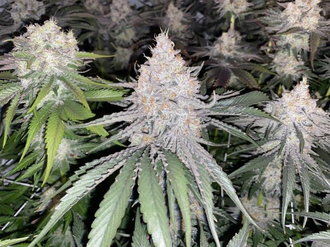 #1 - Northern lights fem. Week 12