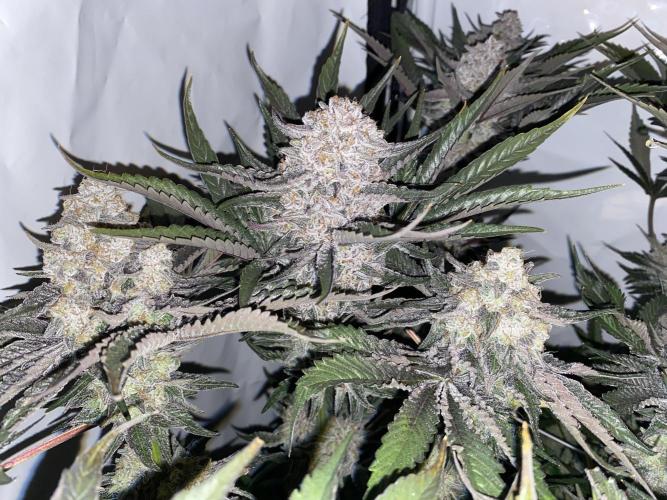 #1 - Northern lights fem. Week 12