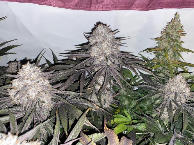 #1 - Northern lights fem. Week 12