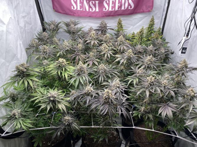 #1 - Northern lights fem. Week 12