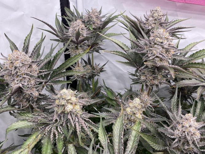 #1 - Northern lights fem. Week 13