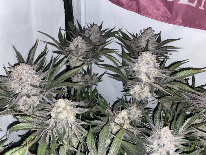 #1 - Northern lights fem. Week 13