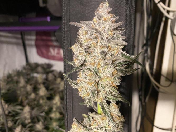 #1 - Northern lights fem. Week 13