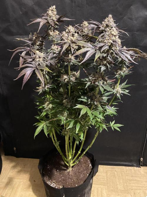#1 - Northern lights fem. Week 13