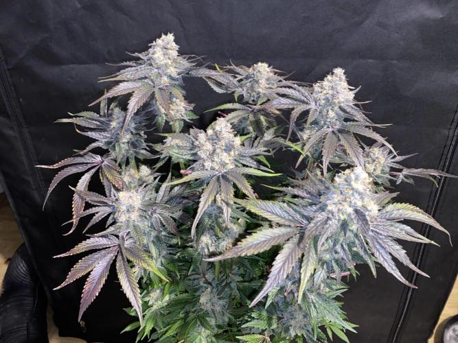 #1 - Northern lights fem. Week 13