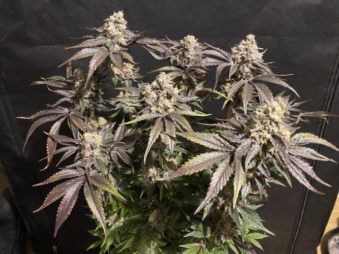 #1 - Northern lights fem. Week 13