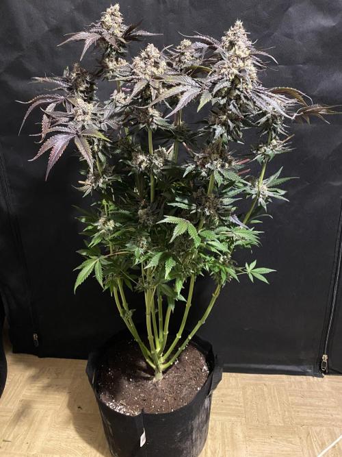 #1 - Northern lights fem. Week 13