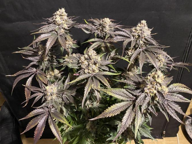 #1 - Northern lights fem. Week 13