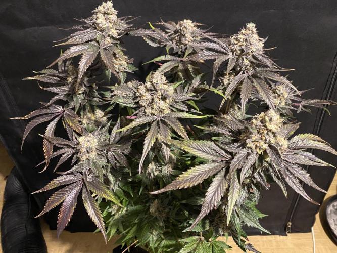 #1 - Northern lights fem. Week 13