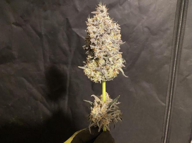 #1 - Northern lights fem. Week 13