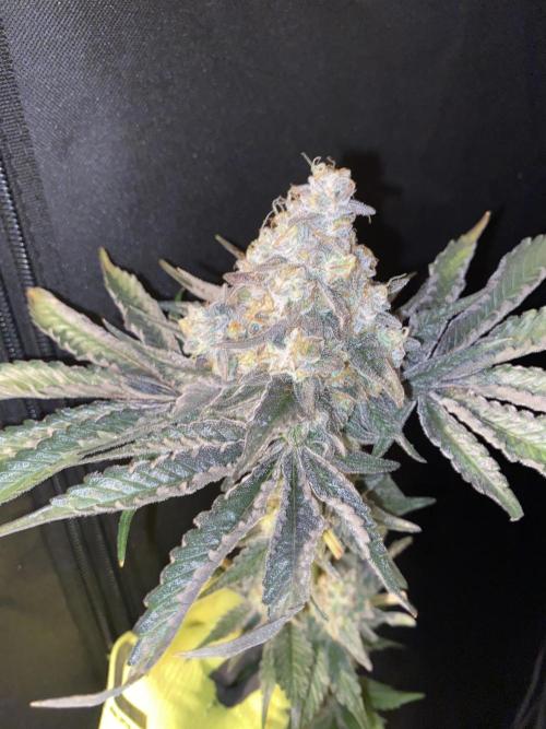 #1 - Northern lights fem. Week 13