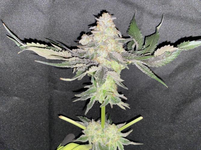 #1 - Northern lights fem. Week 13