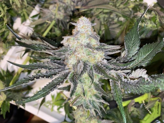 #1 - Northern lights fem. Week 13