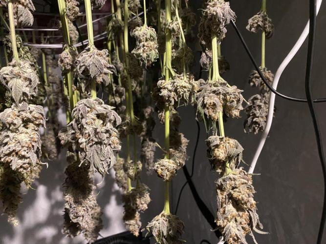 #1 - Northern lights fem. Week 13