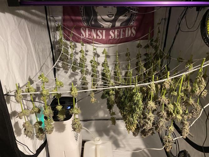 #1 - Northern lights fem. Week 13