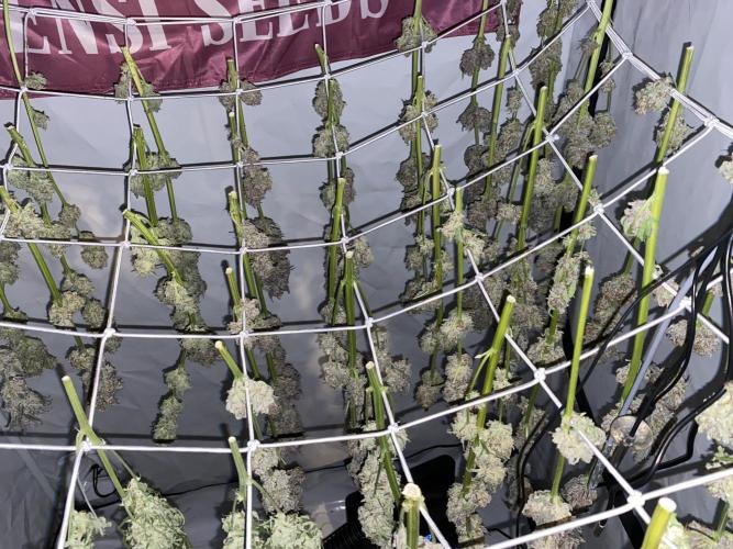 #1 - Northern lights fem. Week 13