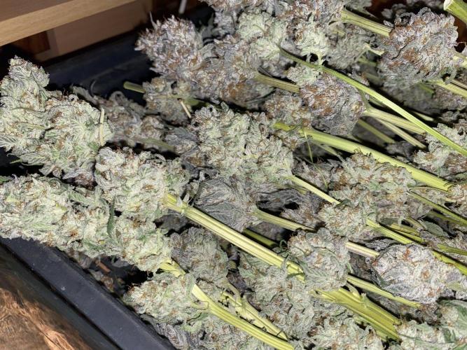 #1 - Northern lights fem. Week 13