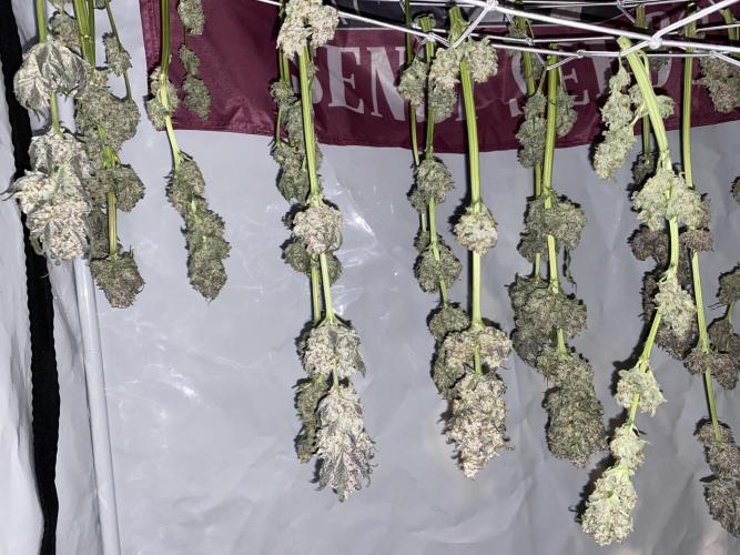 #1 - Northern lights fem. Week 13