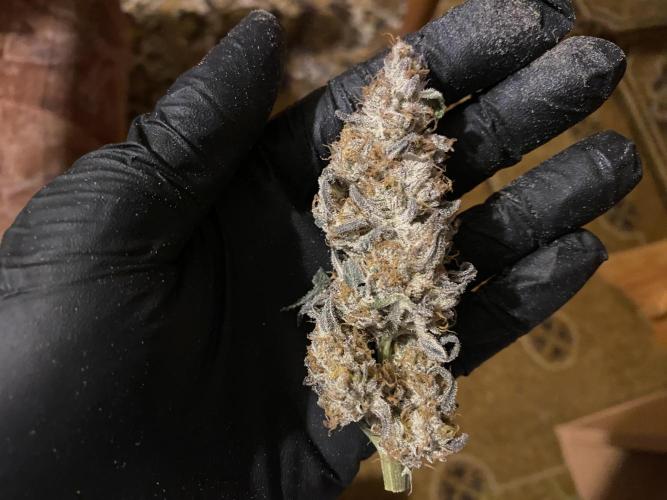 #1 - Northern lights fem. Week 13