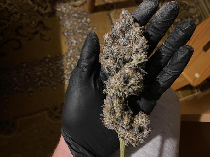 #1 - Northern lights fem. Week 13