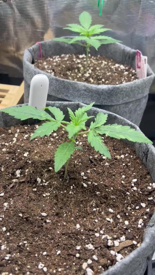 🌸Pink rozay auto🌸 ZAMNESIA