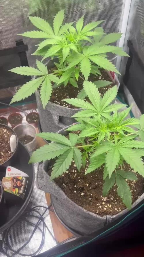 🌸Pink rozay auto🌸 ZAMNESIA