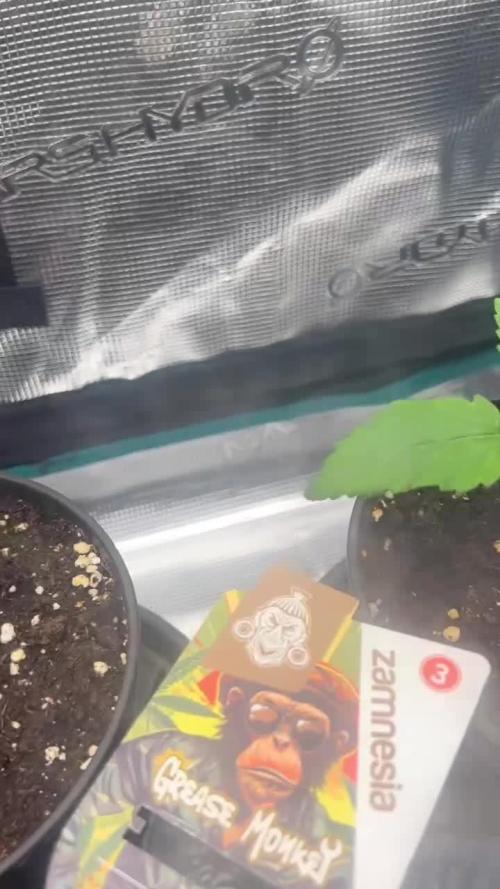 Grease Monkey photopériodique ZAMNESIA