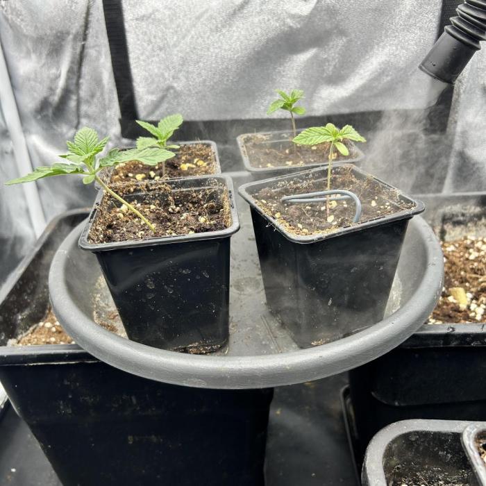 Fast Violet by Hombre seeds. Week 1