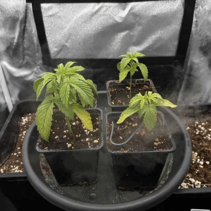 Fast Violet by Hombre seeds. Week 2