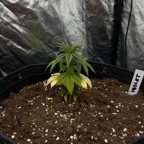 Fast Violet by Hombre seeds. Week 4
