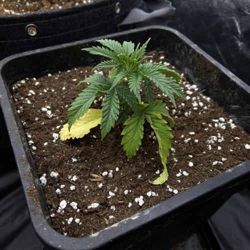 Candy Games #38 Happy Valley. Week 3