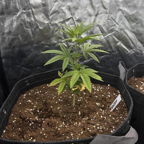 Fast Violet by Hombre seeds. Week 5