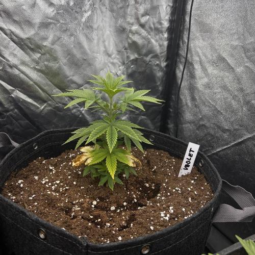 Fast Violet by Hombre seeds. Week 5