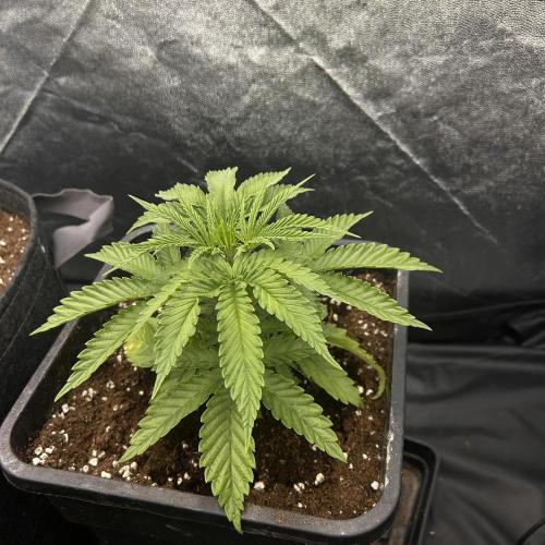 Candy Games #38 Happy Valley. Week 6