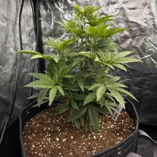 Fast Violet by Hombre seeds. Week 6