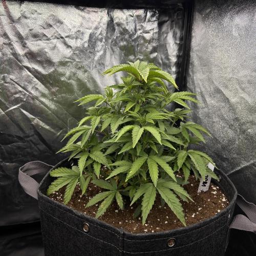 Fast Violet by Hombre seeds. Week 6