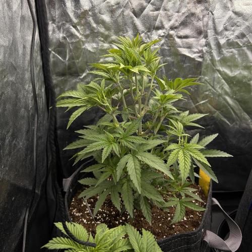 Fast Violet by Hombre seeds. Week 7