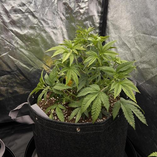 Fast Violet by Hombre seeds. Week 7