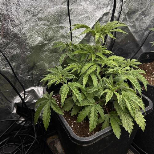 Candy Games #38 Happy Valley. Week 7