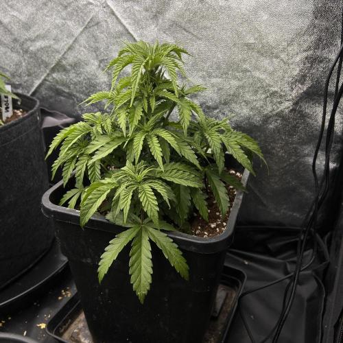 Candy Games #38 Happy Valley. Week 7