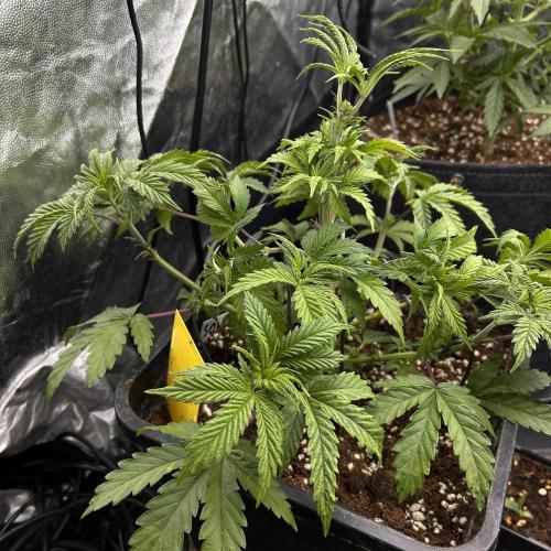 Candy Games #38 Happy Valley. Week 8