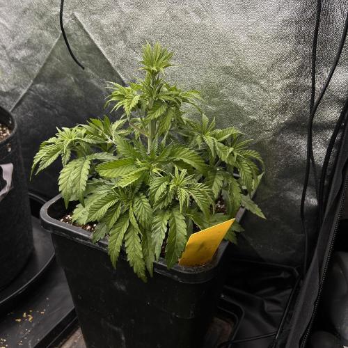 Candy Games #38 Happy Valley. Week 8