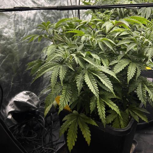 Candy Games #38 Happy Valley. Week 9