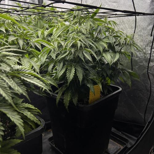 Candy Games #38 Happy Valley. Week 9