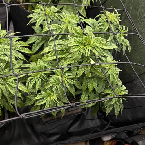 Candy Games #38 Happy Valley. Week 9